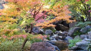 白鳥庭園でのロケ撮