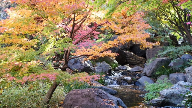 白鳥庭園でのロケ撮